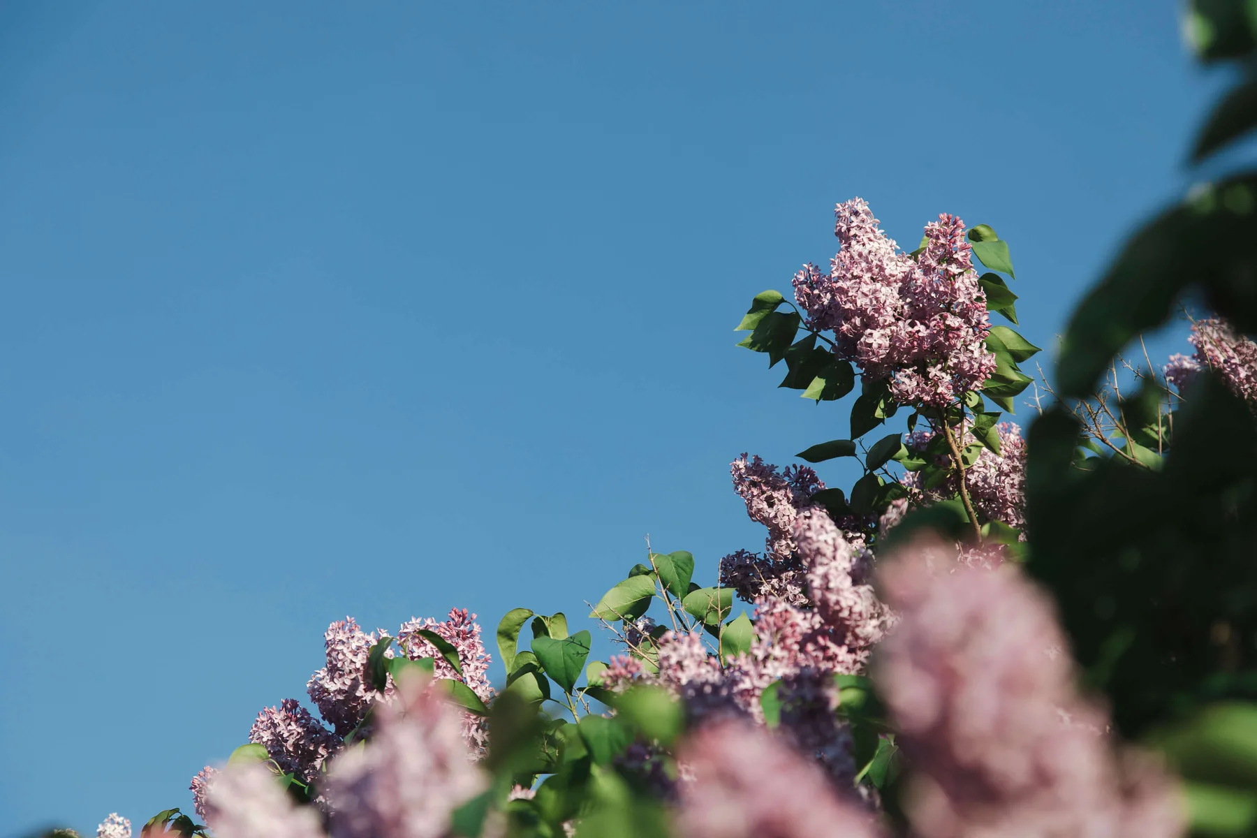 Soft purple lilac blooms against a clear Carolina-blue sky